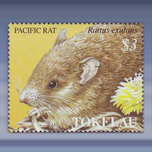 Year of the rat