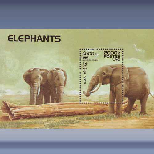 Elephants