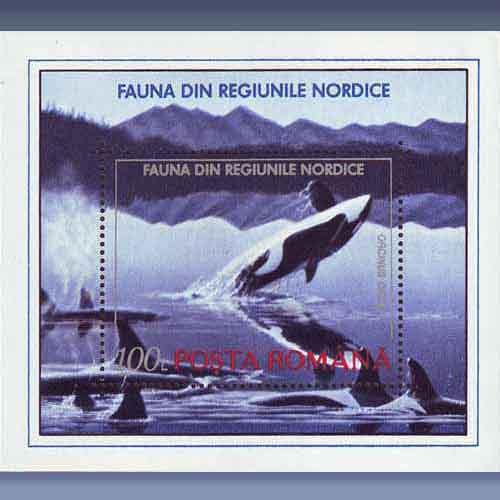 Fauna, Orca