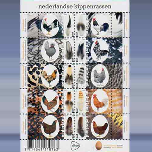 Nederlandse Kippenrassen