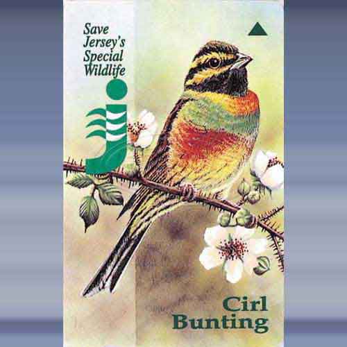 Special Wildlife 2 (Cirl Bunting)