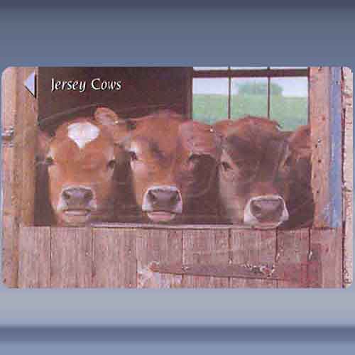 Jersey Cows