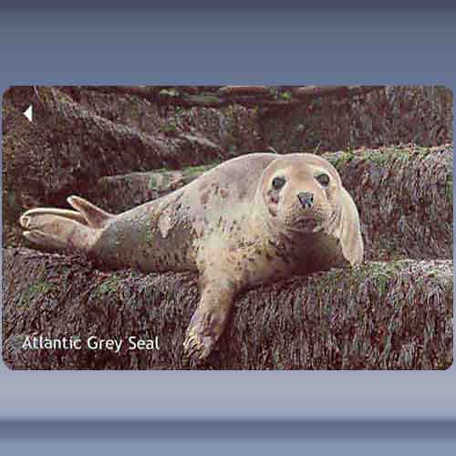 Atlantic Grey Seal