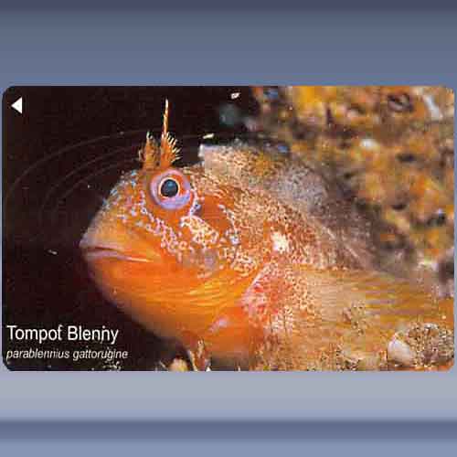 Tompot Blenny