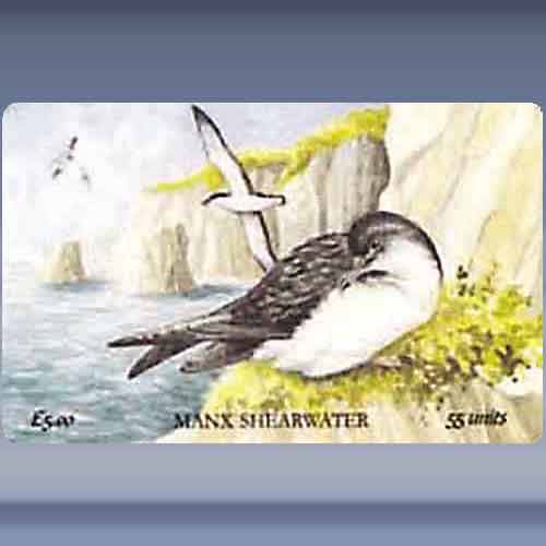 Shearwater