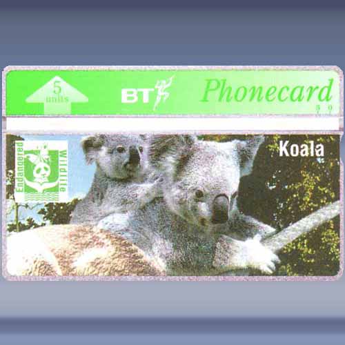 Koala