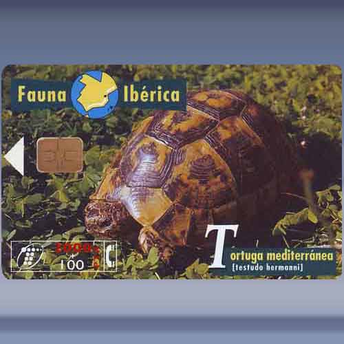 Tortoise