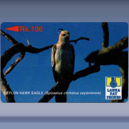 Ceylon Hawk Eagle