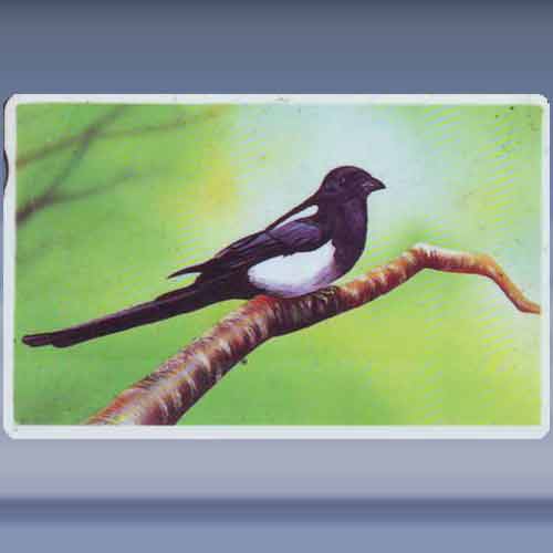 Magpie - White line