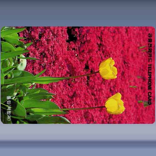 Tulpen