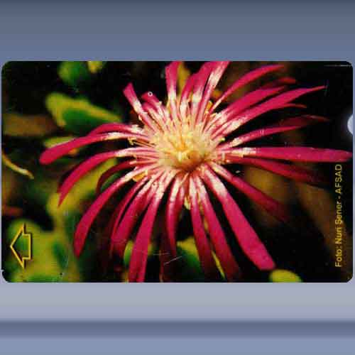 Flower 3