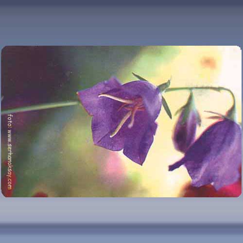 Bloem (1)