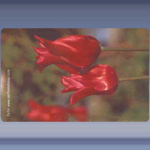 Bloem (3)