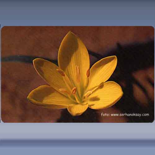 Bloem (5)