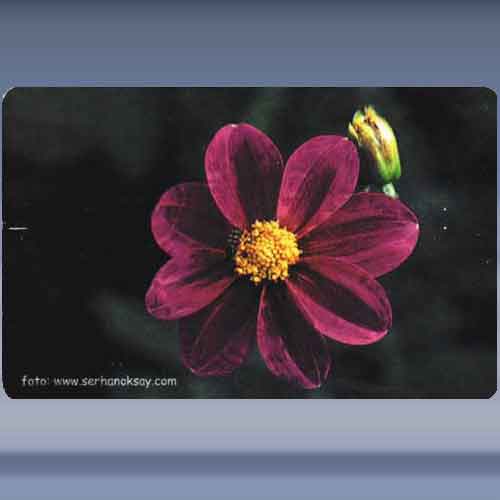 Bloem (12)