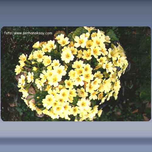 Bloem (13)