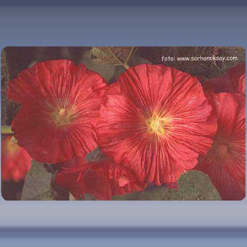 Bloem (15)