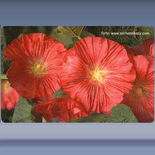 Bloem (15)
