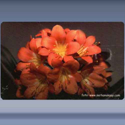 Bloem (17)