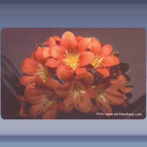 Bloem (17)
