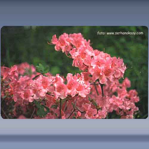Bloem (38)
