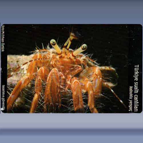 Kabuklu Yengec / Crab