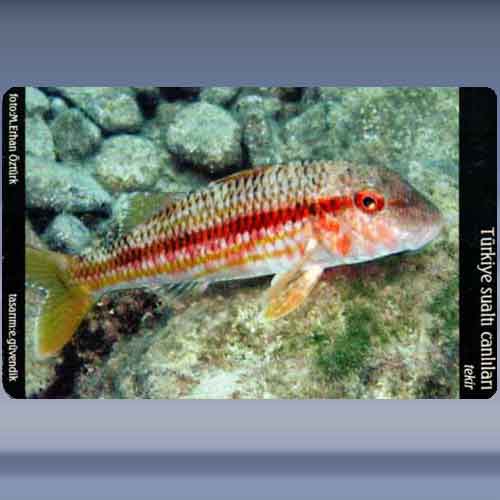 Tekir / Striped Mullet