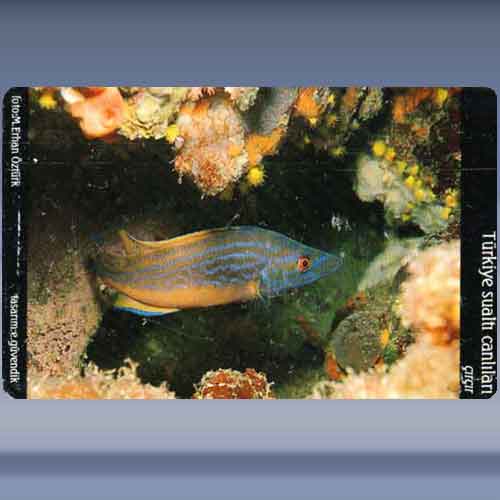 Circir / Peacock Wrasse