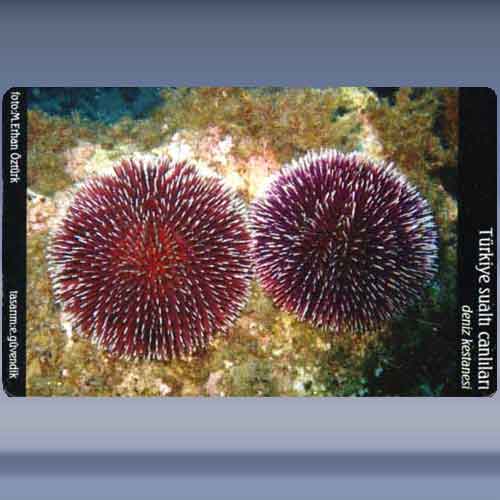 Deniz Kestanesi / Sea-urchin