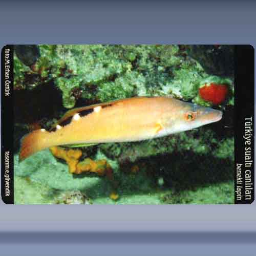 Benekli Lapin / Cuckoo Wrasse
