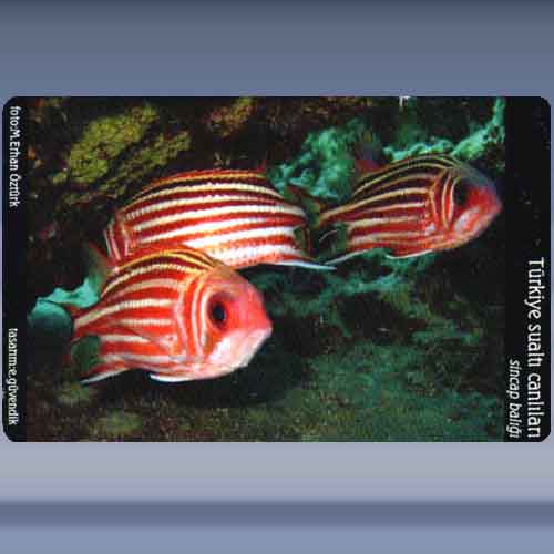 Sincap Baligi / Redcoat sand weever