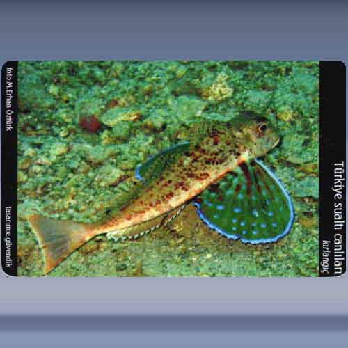 Kirlangic / Streaked Gurnard