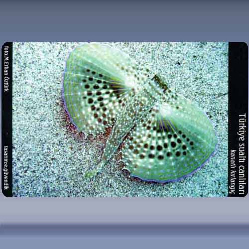 Kanatli Kirlangic / Flying Gurnard