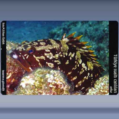 Orfoz / Grouper